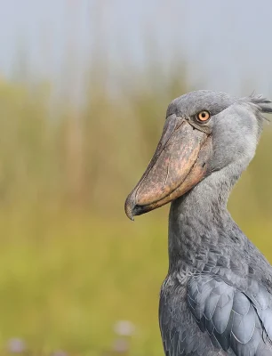 shoebill